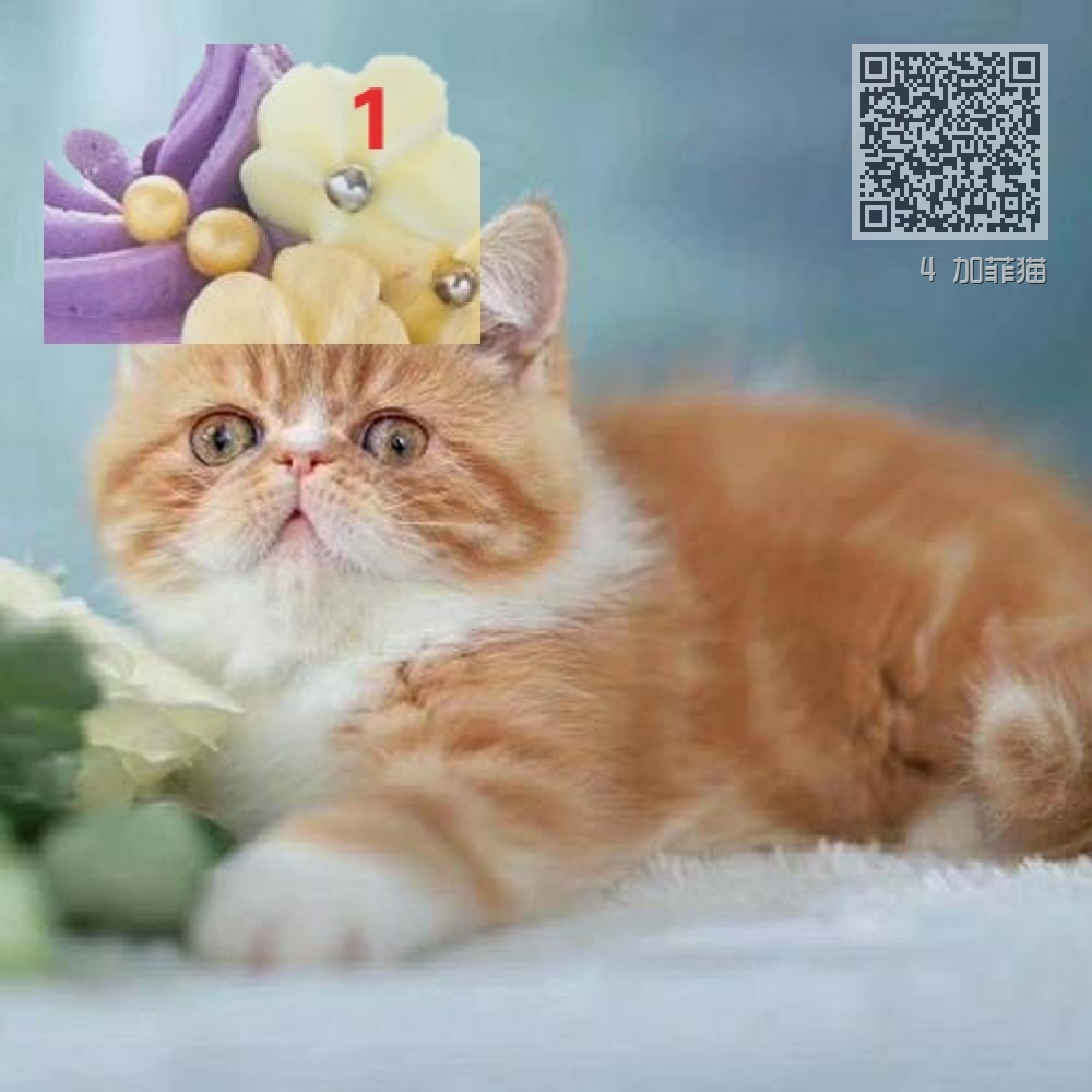 4 加菲猫 4 加菲猫