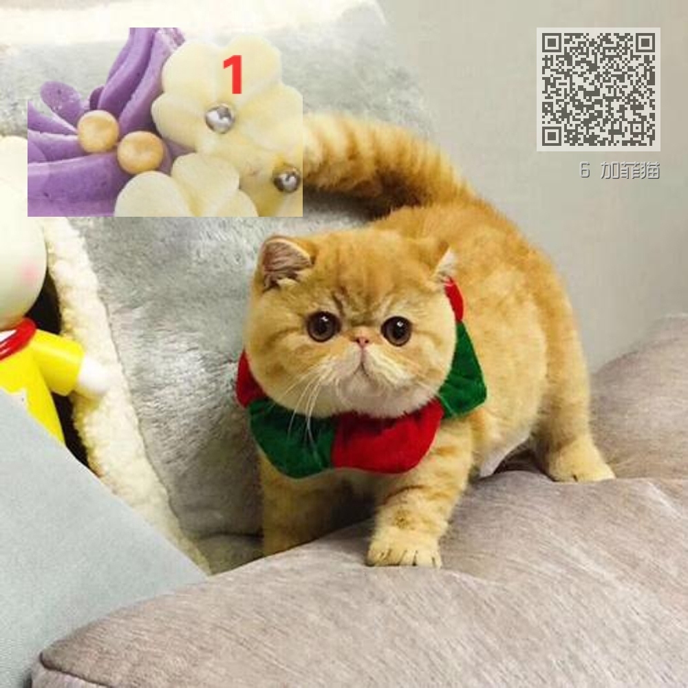 6 加菲猫 6 加菲猫