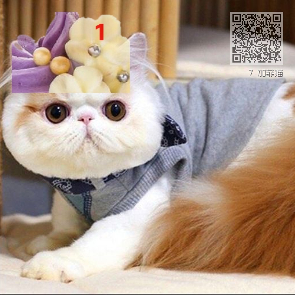 7 加菲猫 7 加菲猫