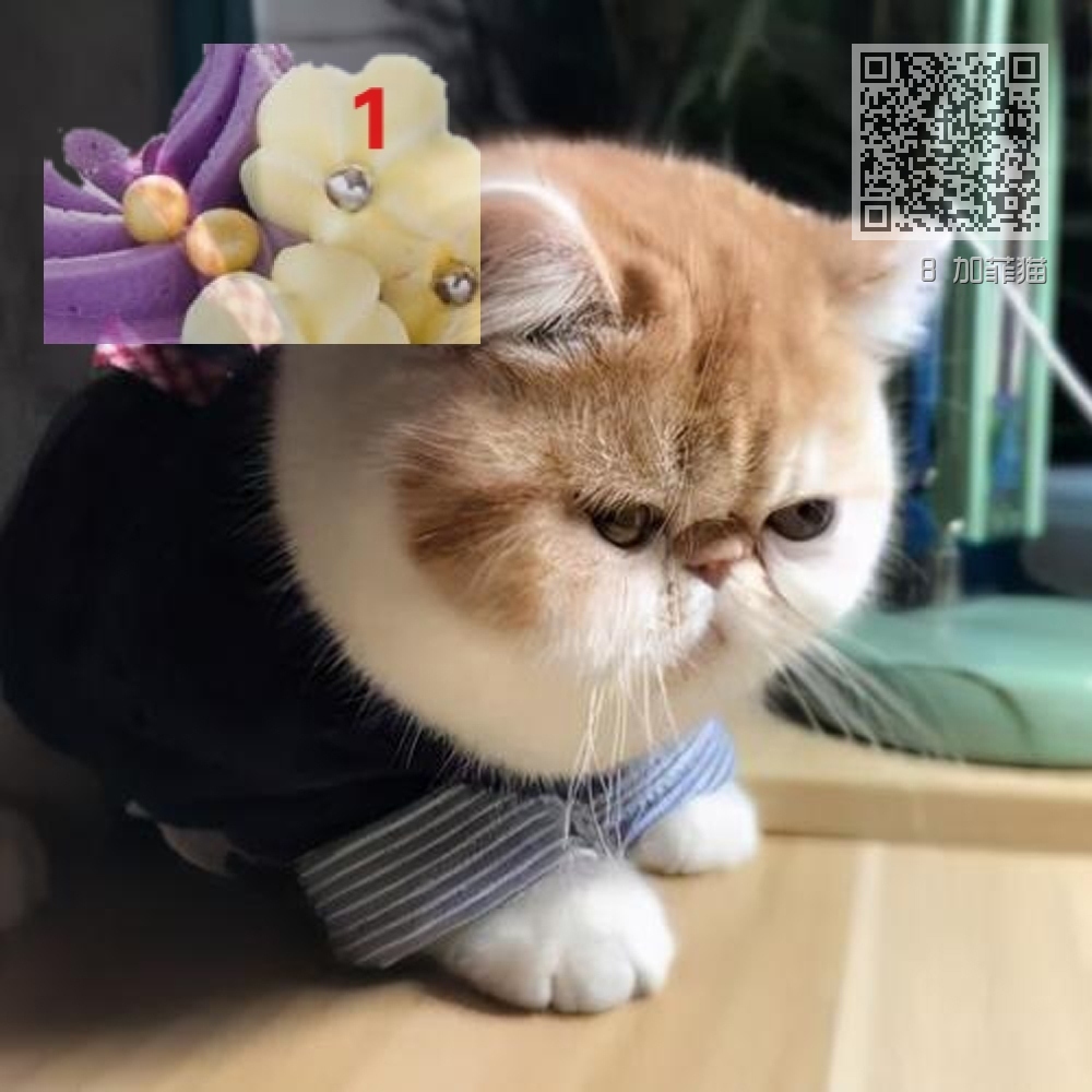 8 加菲猫 8 加菲猫