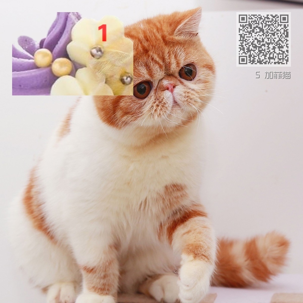 5 加菲猫 5 加菲猫