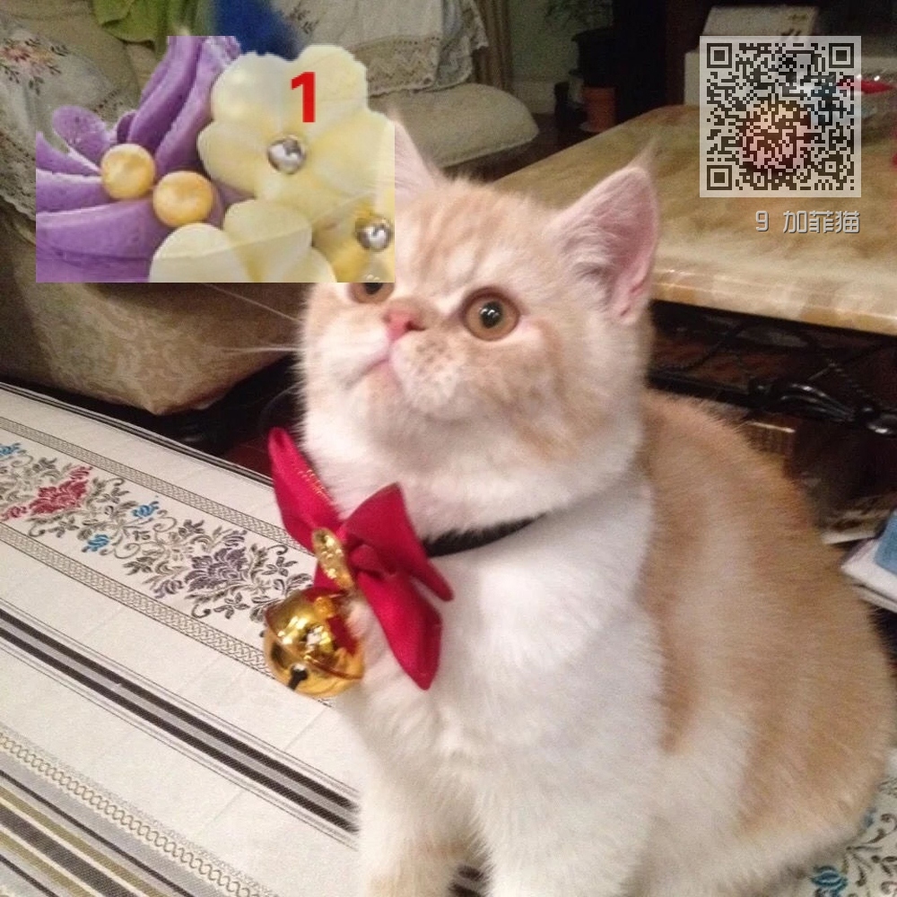 9 加菲猫 9 加菲猫