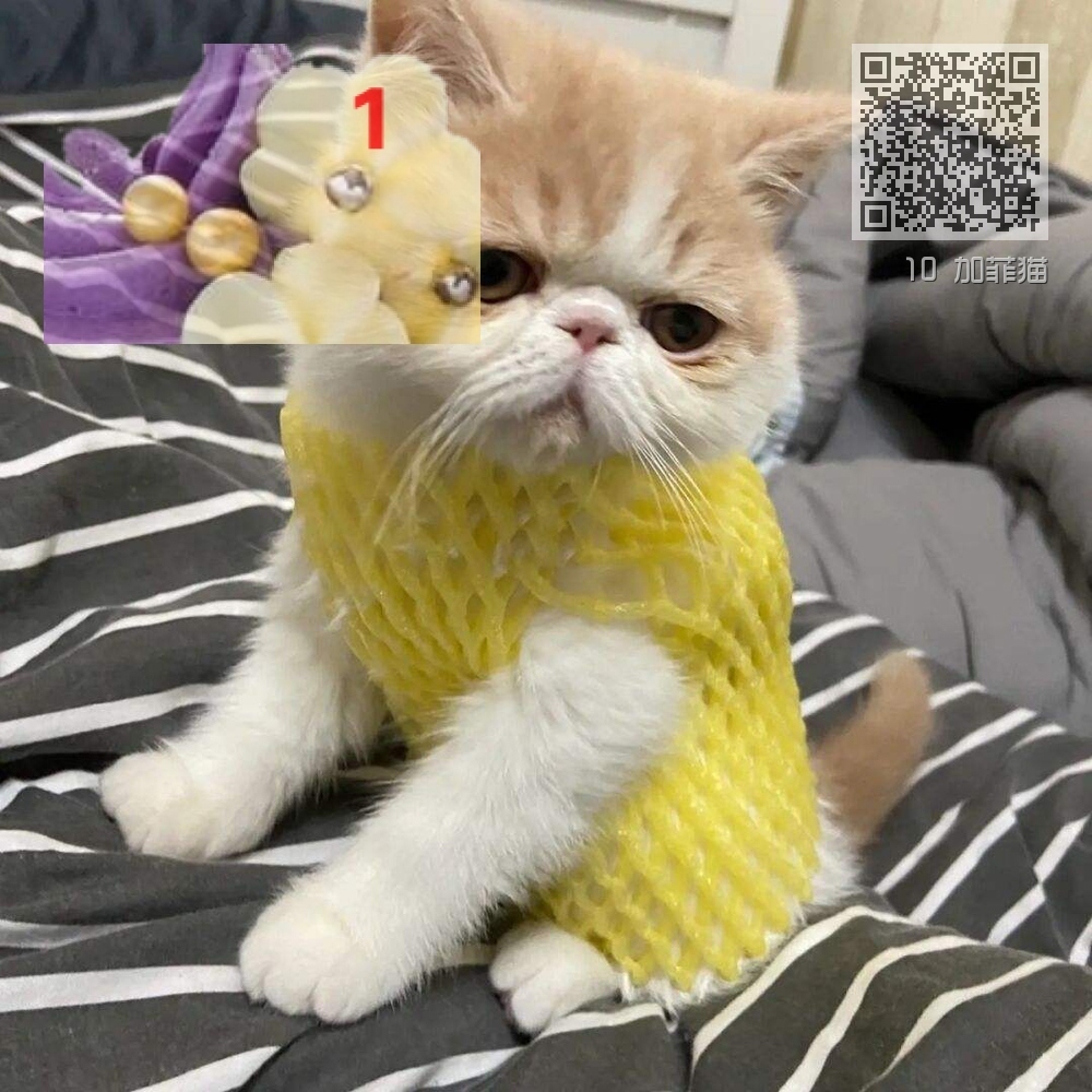 10 加菲猫 10 加菲猫