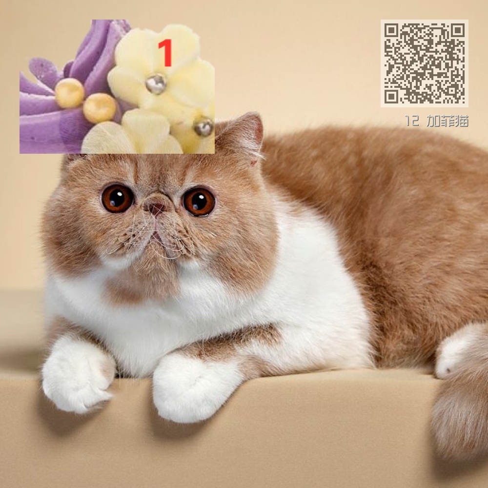 12 加菲猫 12 加菲猫