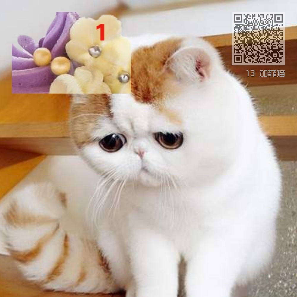 13 加菲猫 13 加菲猫