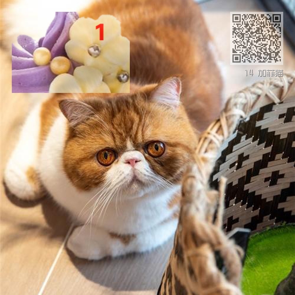 14 加菲猫 14 加菲猫