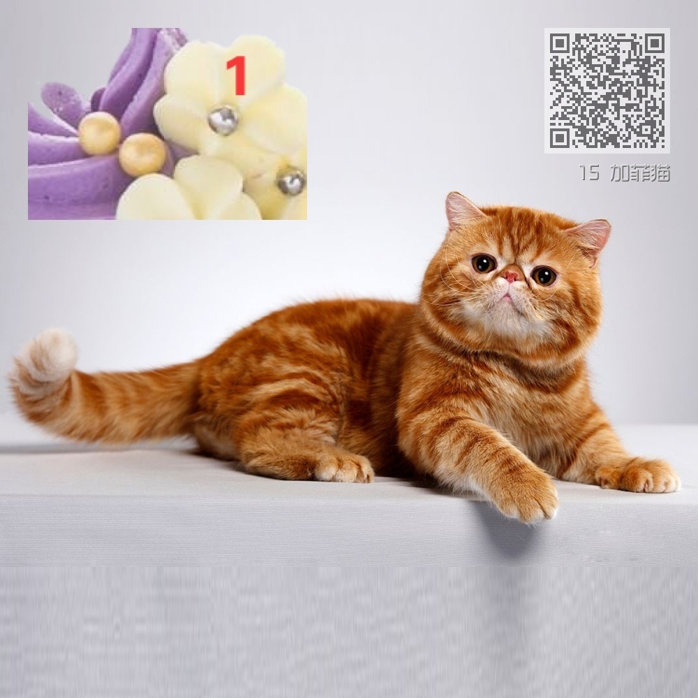 15 加菲猫 15 加菲猫