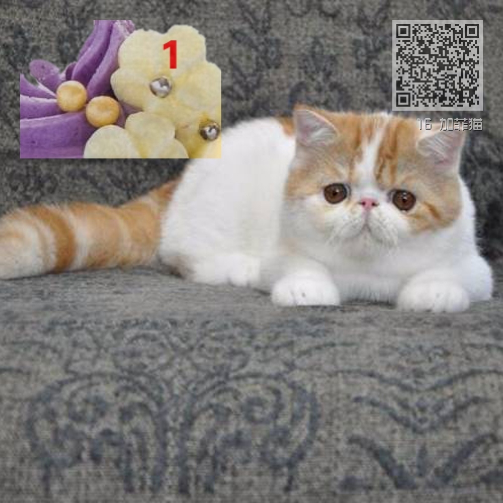16 加菲猫 16 加菲猫