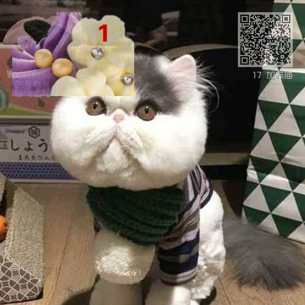 17 加菲猫 17 加菲猫