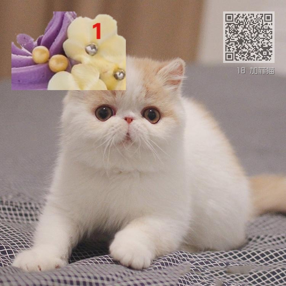 18 加菲猫 18 加菲猫