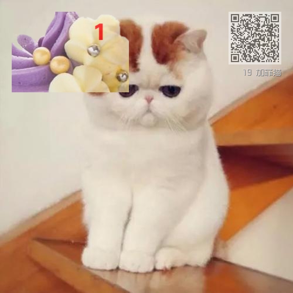 19 加菲猫 19 加菲猫