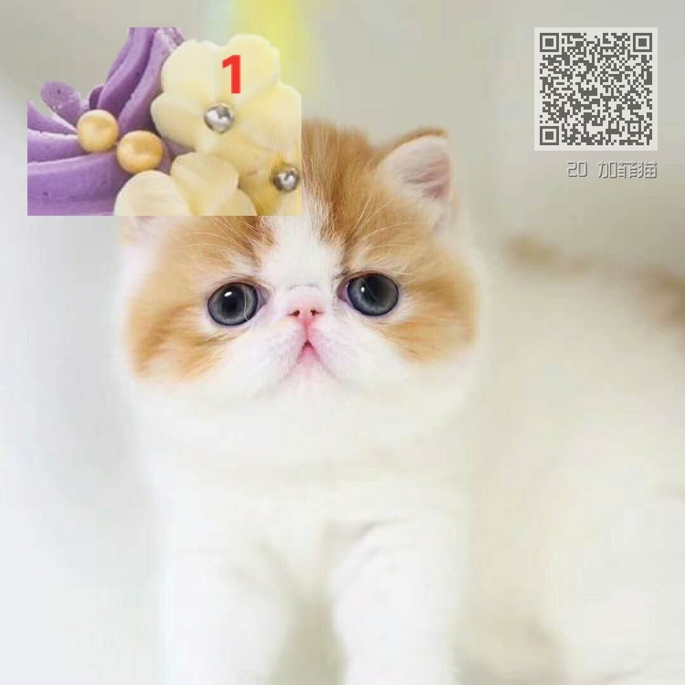 20 加菲猫 20 加菲猫
