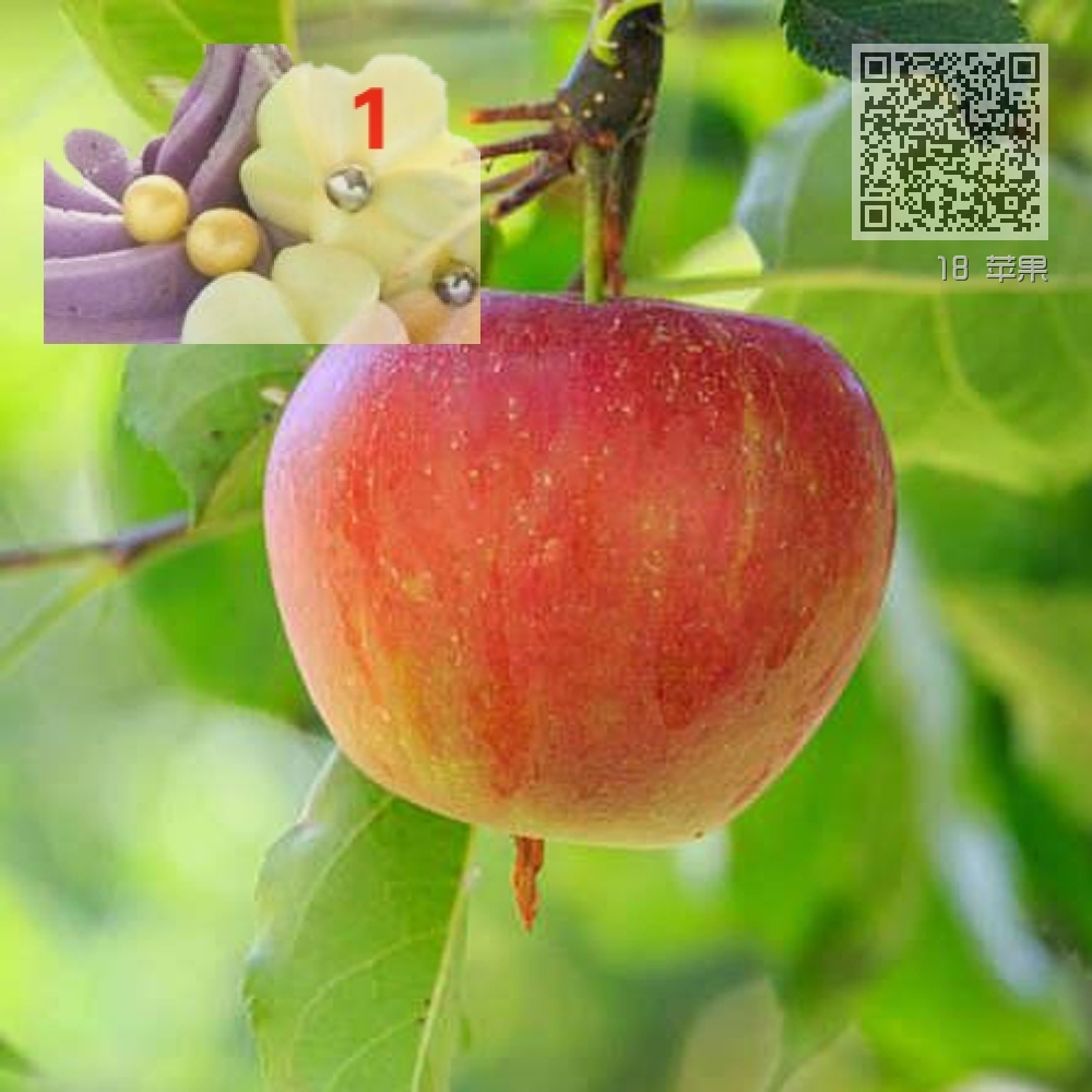 18 苹果 18 苹果