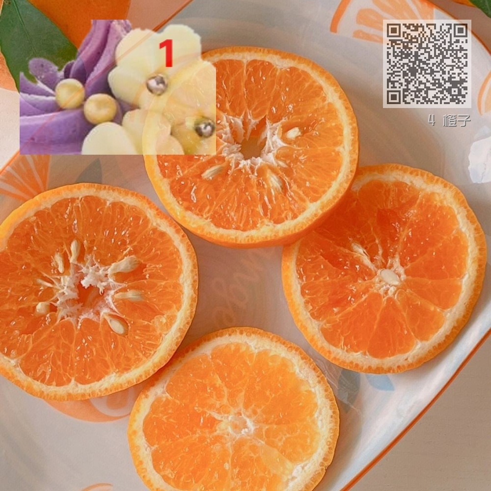 4 橙子