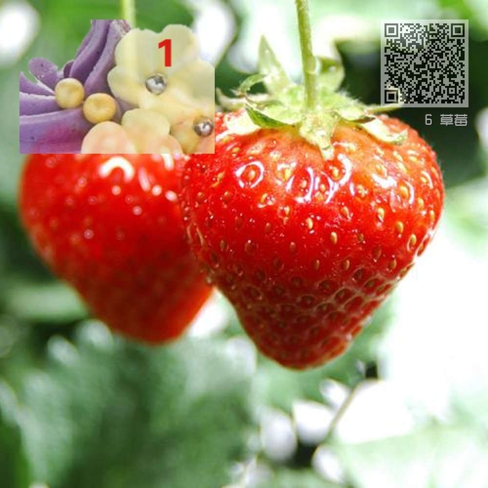 6 草莓 6 草莓