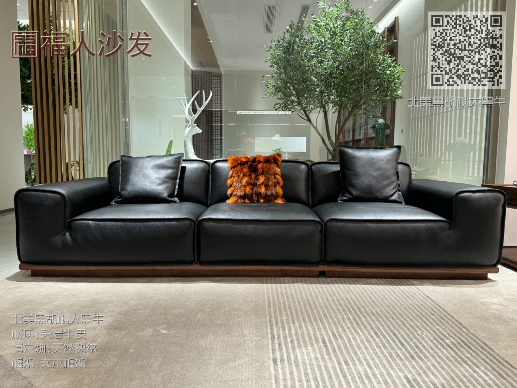 北美黑胡桃大黑牛 北美黑胡桃大黑牛